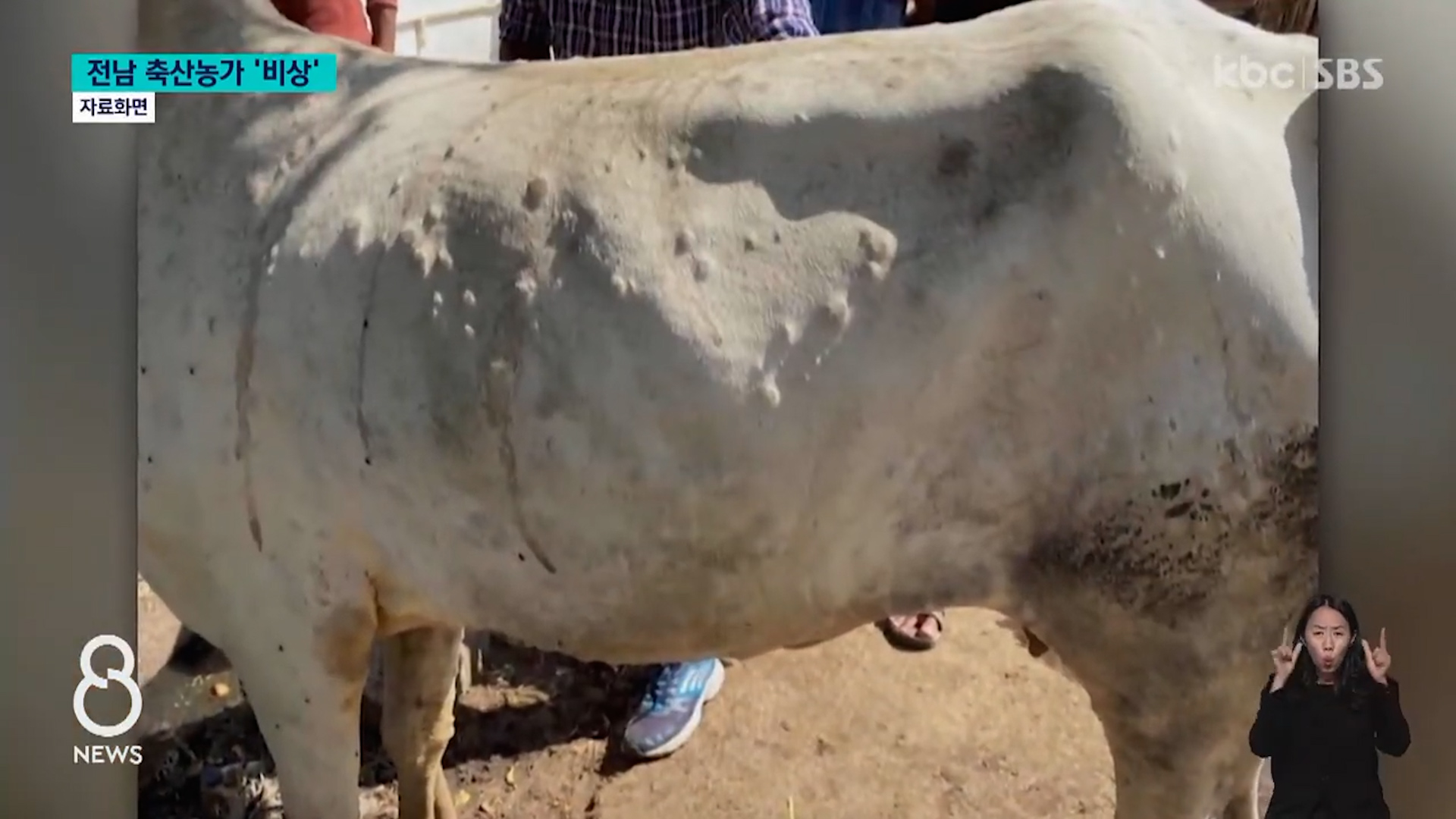 The Spread of Lumpiskin Disease: Alarming Outbreak in South Korea