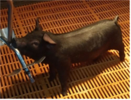 ‘살아있는 돼지’ 유전자 확인 기술 국내 최초 개발